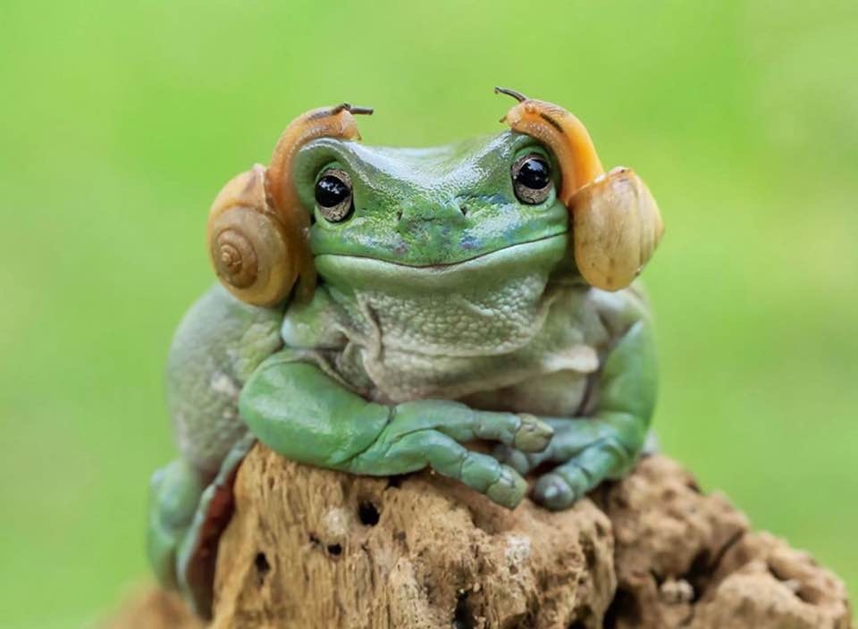 [Linked Image]